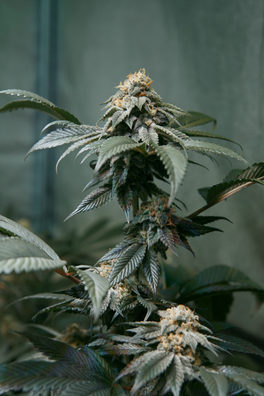 nug1.jpg