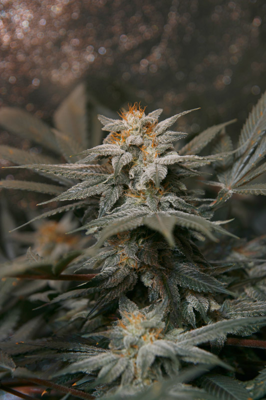 nug4.jpg
