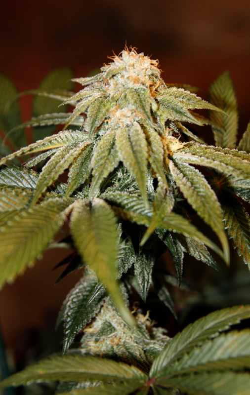 nugflash.jpg