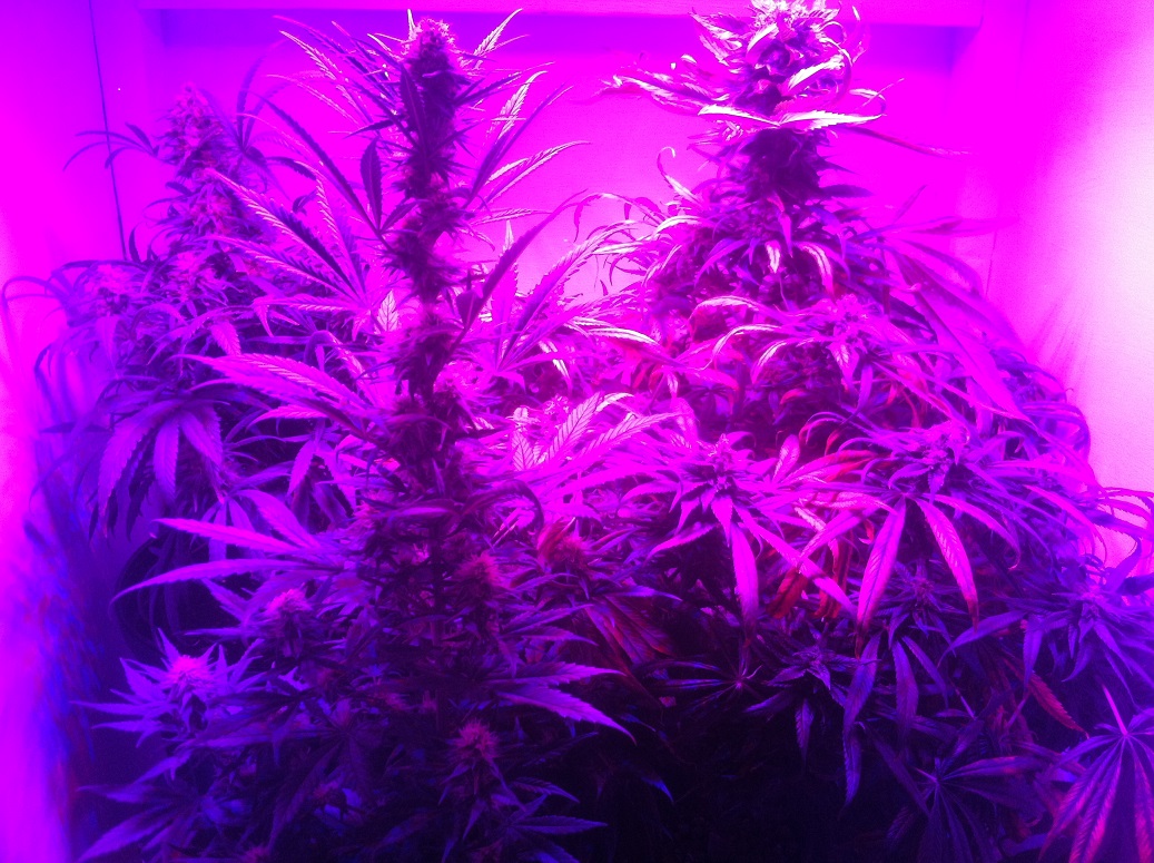 3 plants before harvest - small.jpg