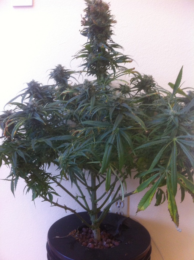Acapulco Gold before Harvest - small.jpg