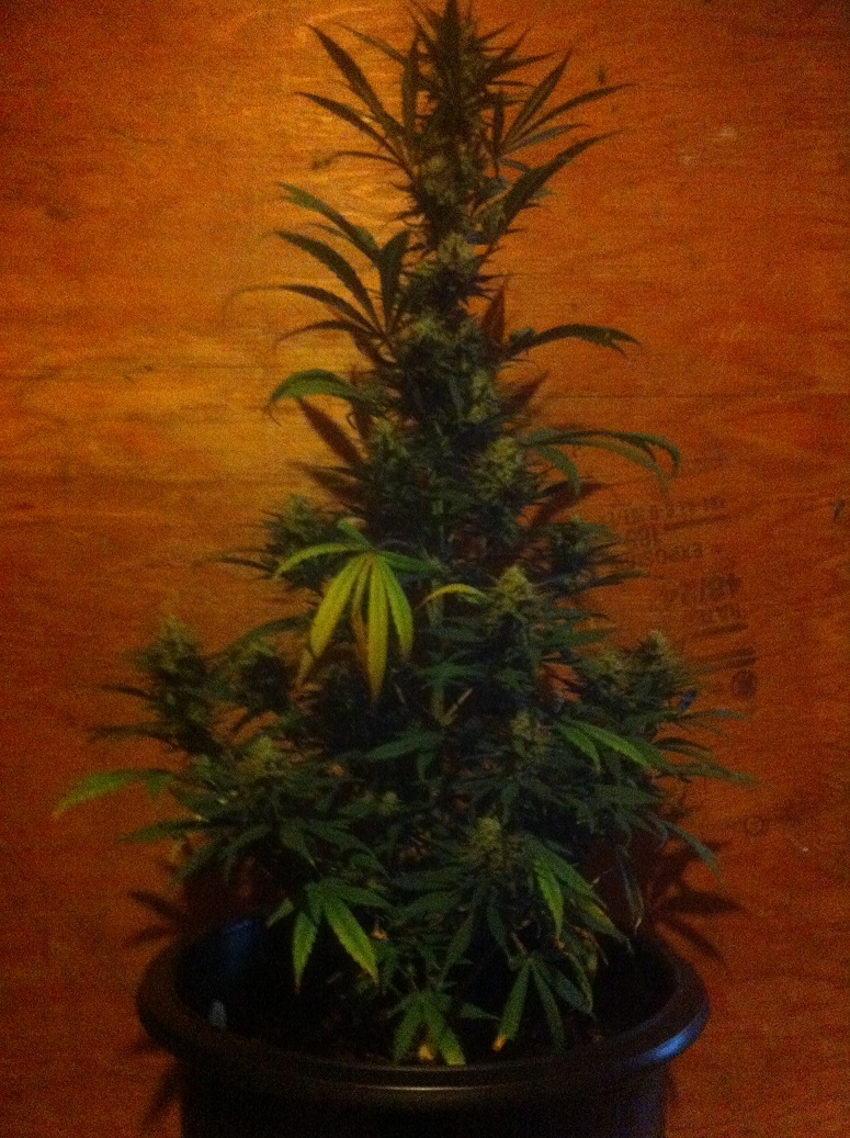 Critical Mass before Harvest - small.jpg