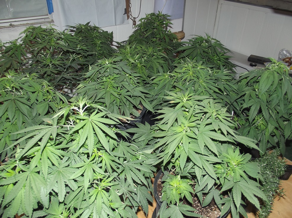 12 plants DSCF0913.jpg