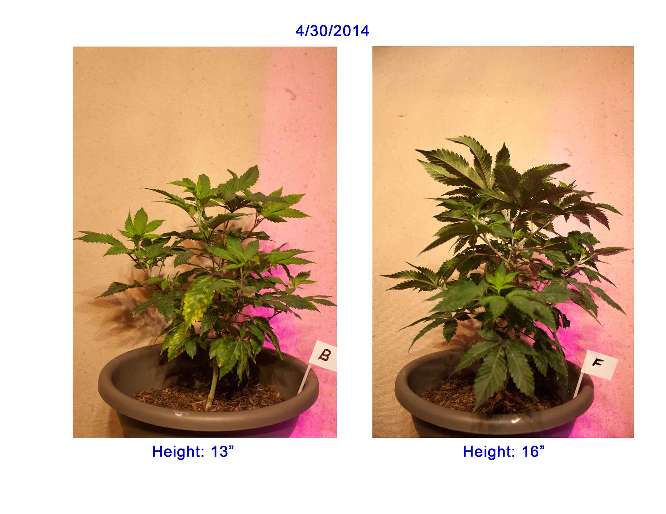 Plant Comp 4-30.jpg