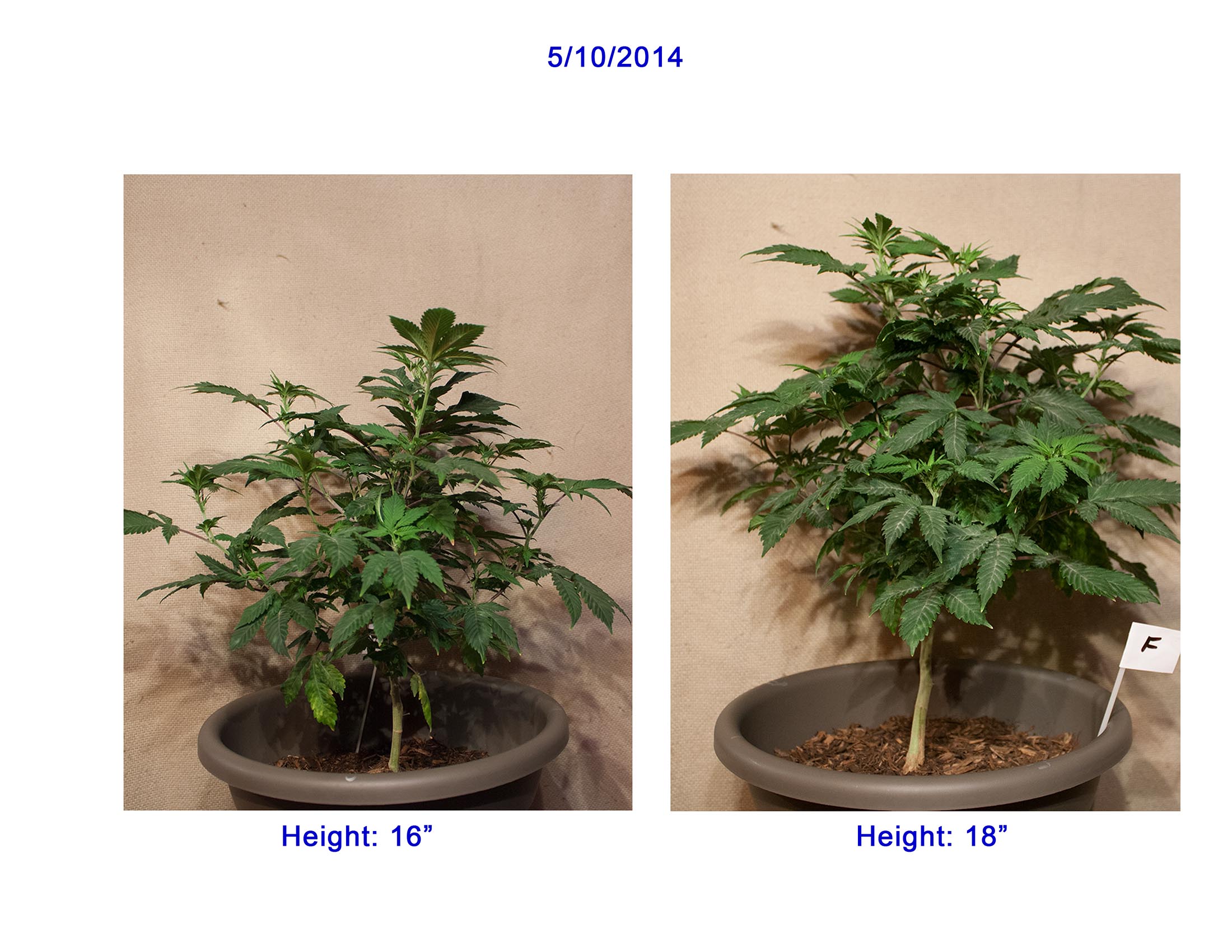 Plant Comp 05-10.jpg