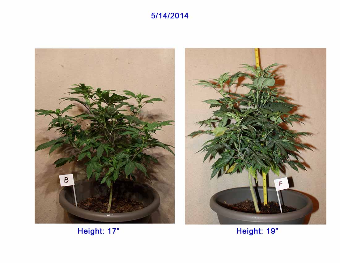 Plant Comp 05-14.jpg