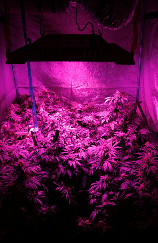 canopy led 1.jpg