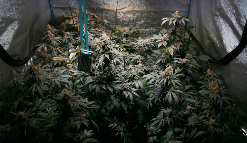canopy 1.jpg