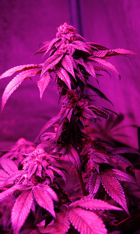 kandy led 1.jpg