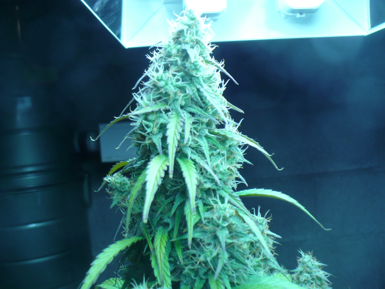p1 june4.JPG