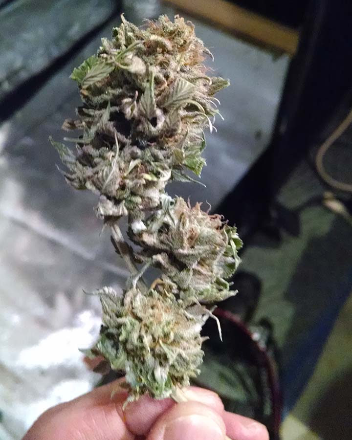 Harvested bud.jpg