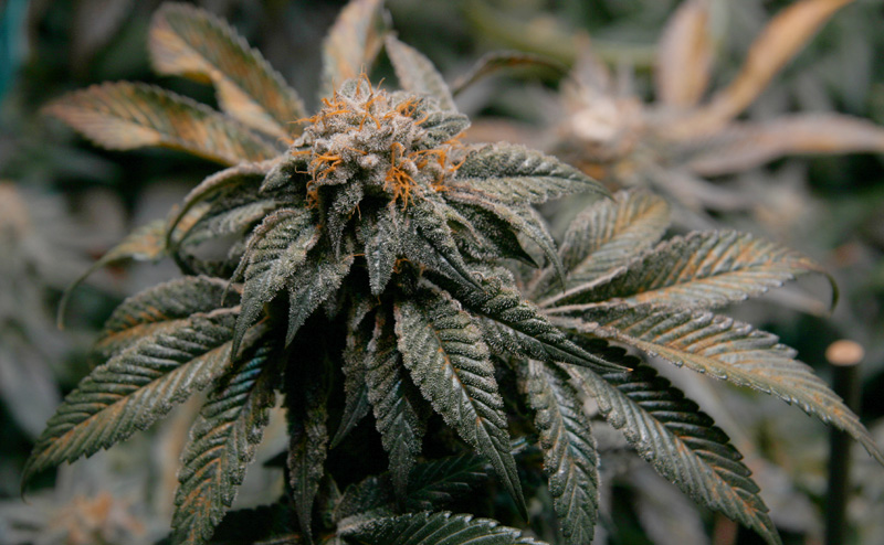 nug 2.jpg