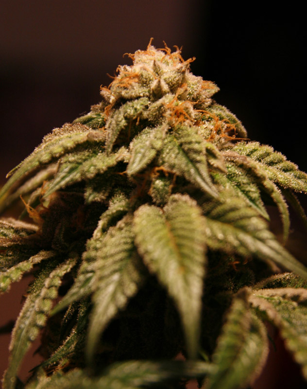 nug 3.jpg