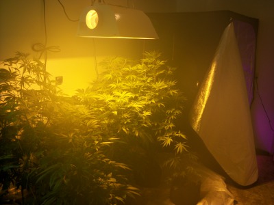 plants under HID.JPG