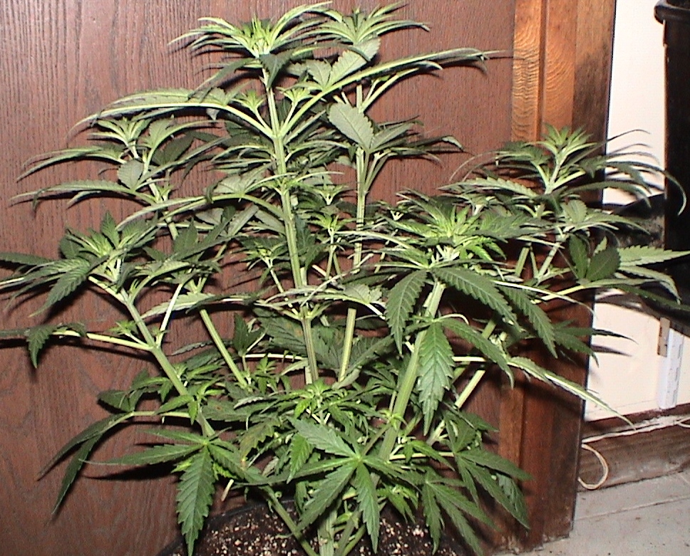 CBD Magma.jpg