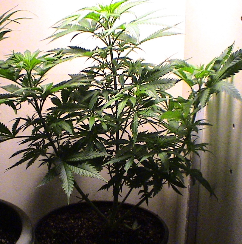 Critical Kush.jpg