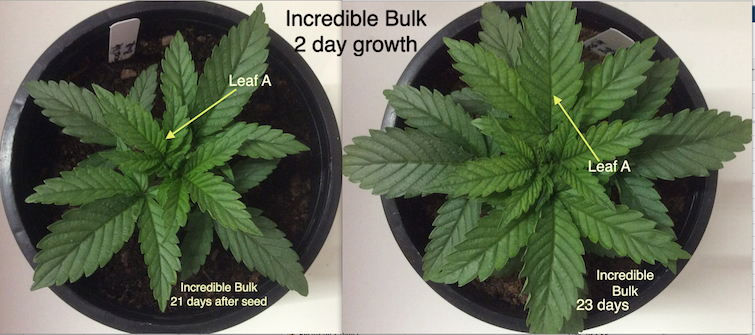 Incredible Bulk 2 day growth.jpg