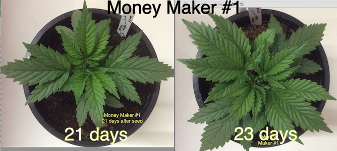 Money Maker #1 2 day difference.jpg