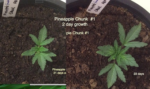 Pineapple Chunk #1 2 day difference.jpg