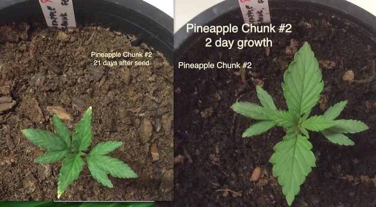 Pineapple Chunk #2 2 day growth.jpg