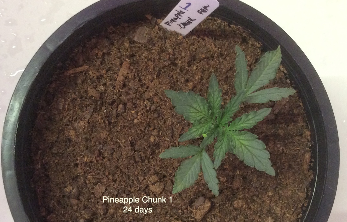 Pineapple Chunk 1.jpg