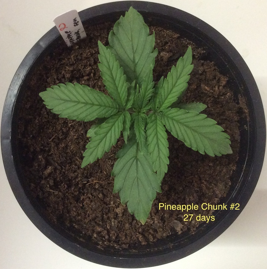 pineapple chunk 2 9-7 top.jpg