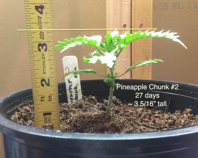 pineapple chunk 2 9-7.jpg