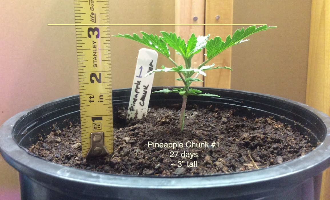 pineapple chunk 1 9-7.jpg