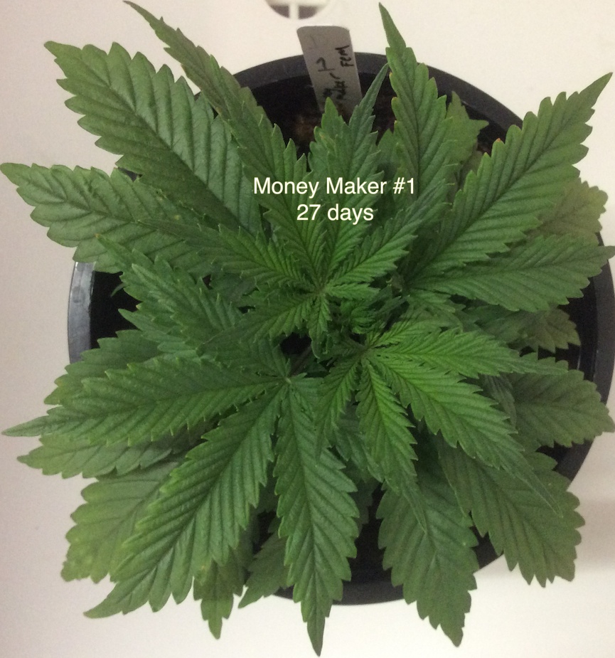 money maker 1 9-7 top.jpg