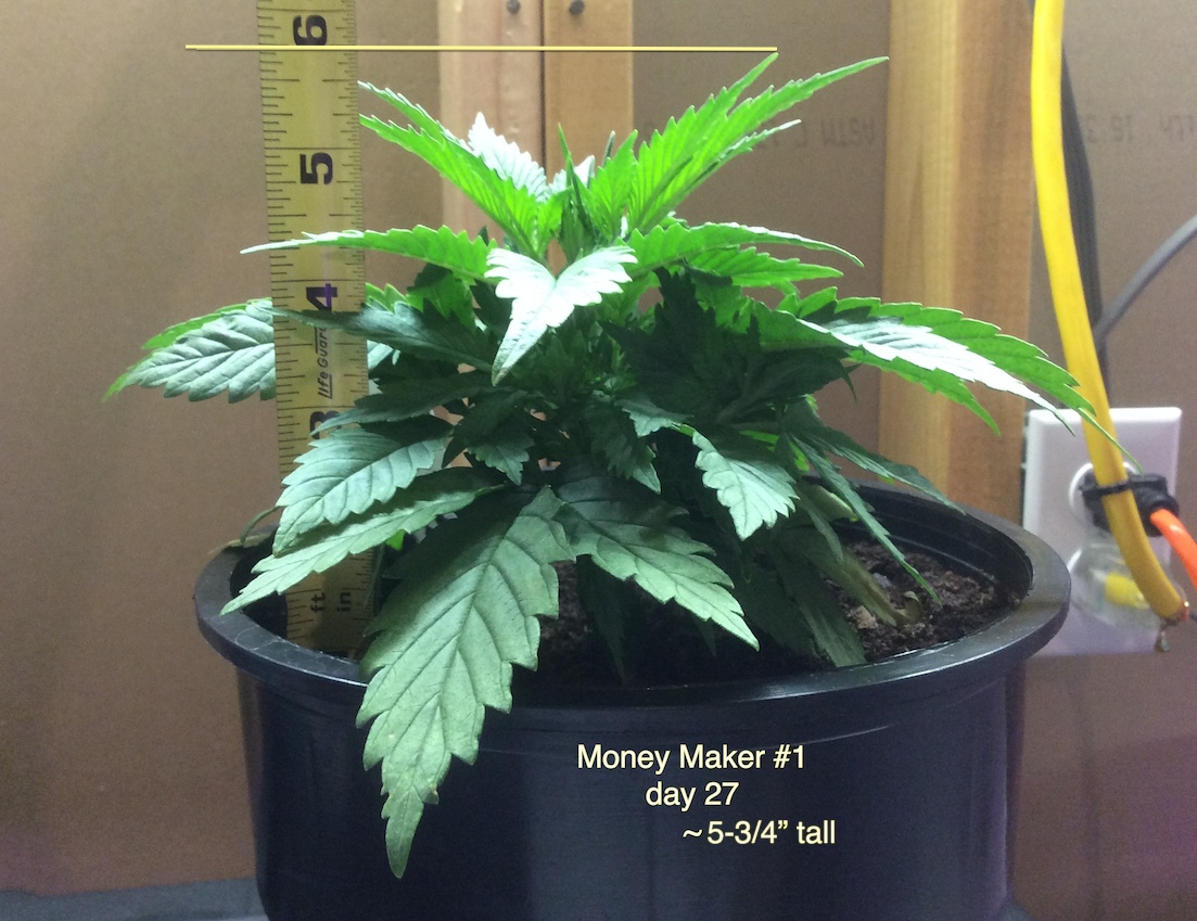 money maker 1 9-7.jpg