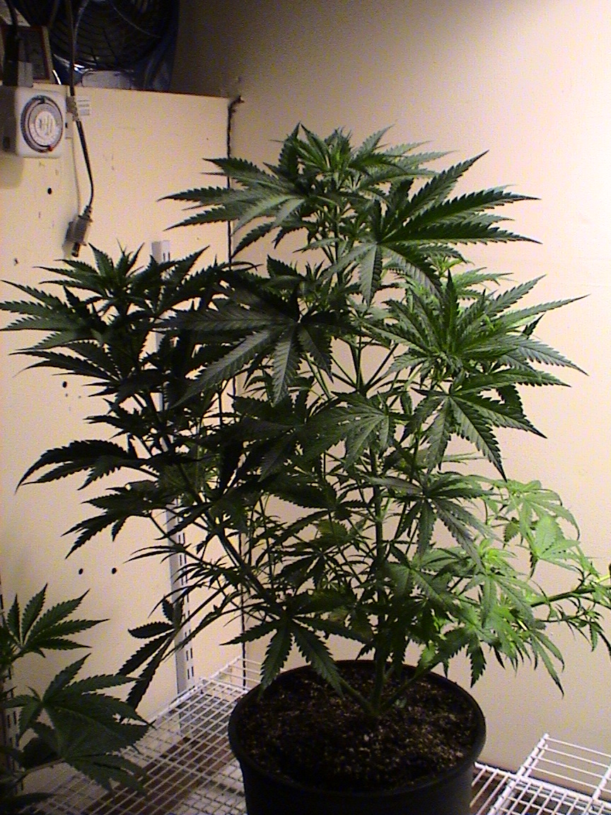 Critical Kush.jpg