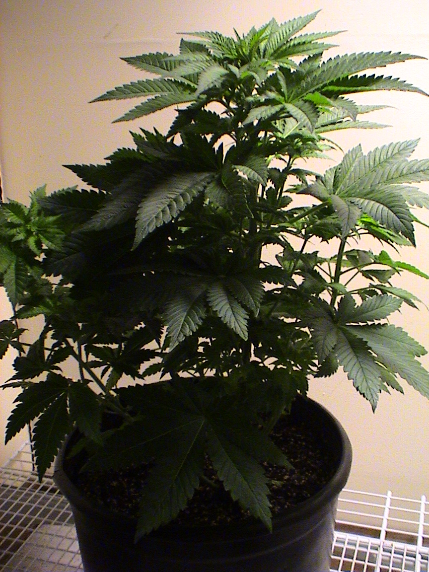 Fruity Chronic Juice.jpg