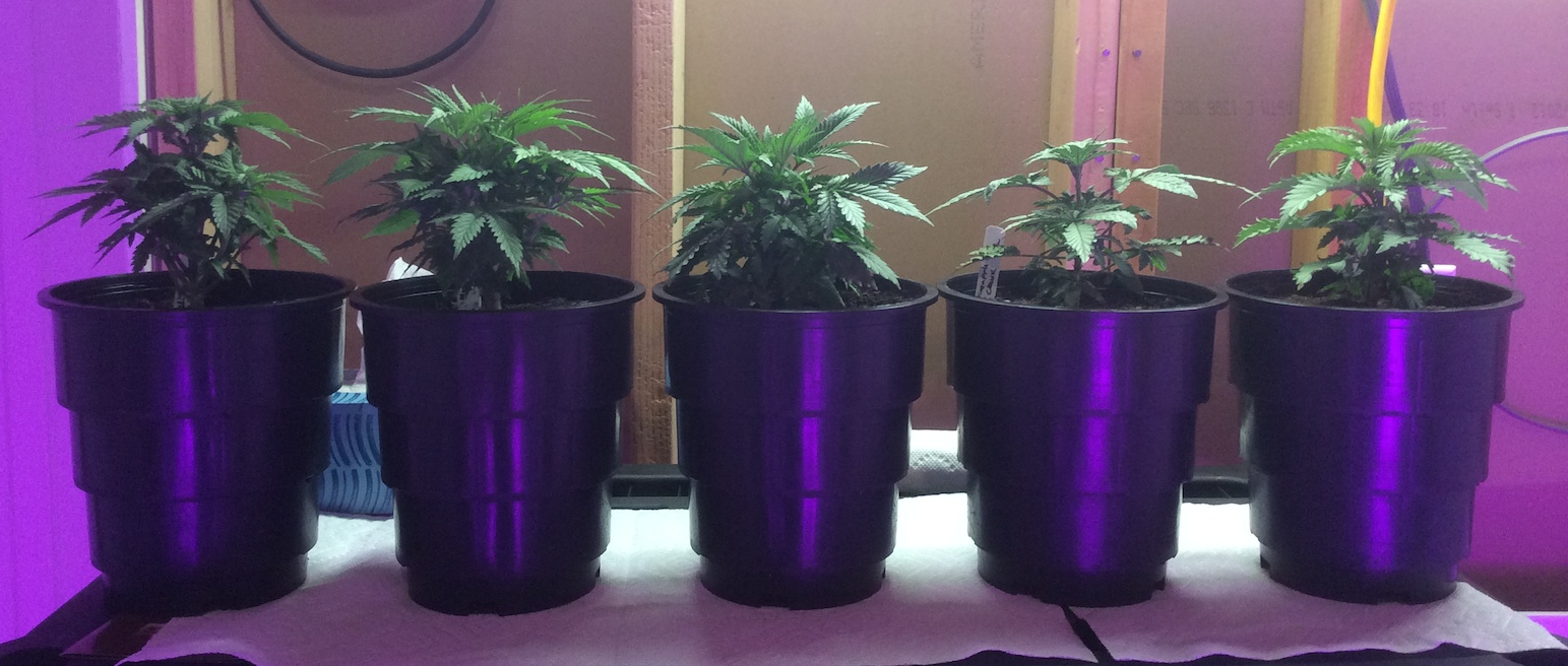 Family before Defoliation.jpg