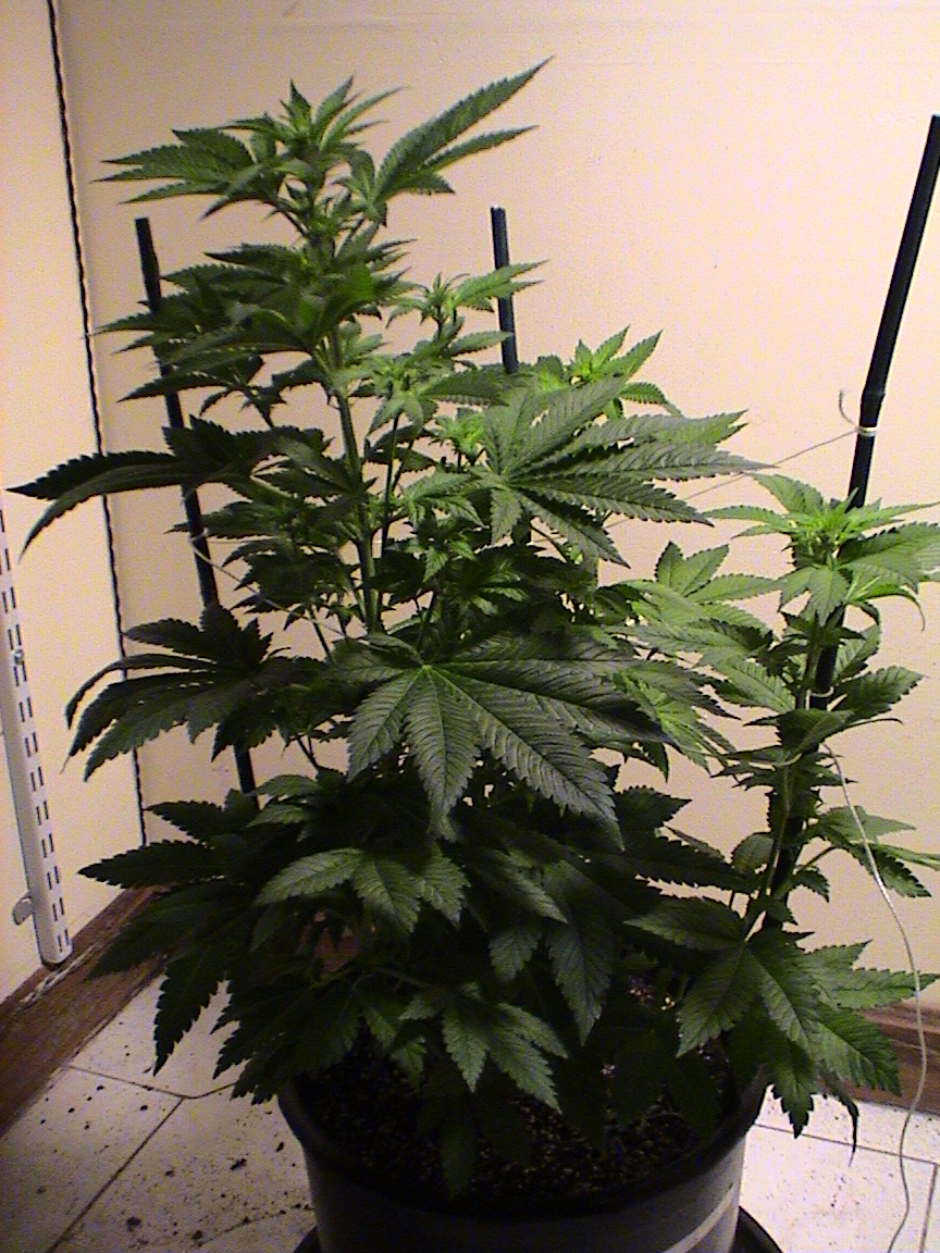 Fruity Chronic Juice.jpg