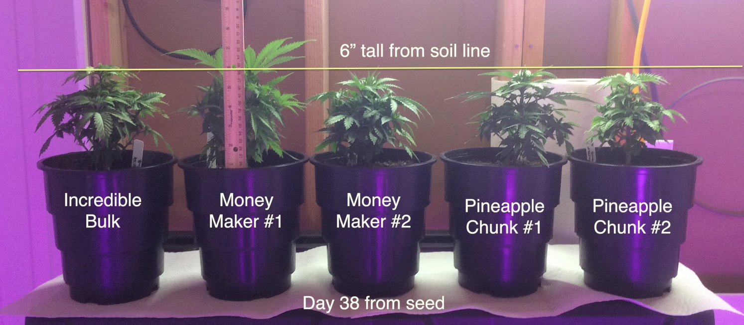 Garden height.jpg