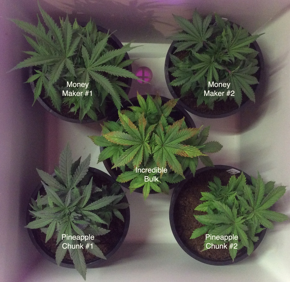 Garden tops day 38.jpg