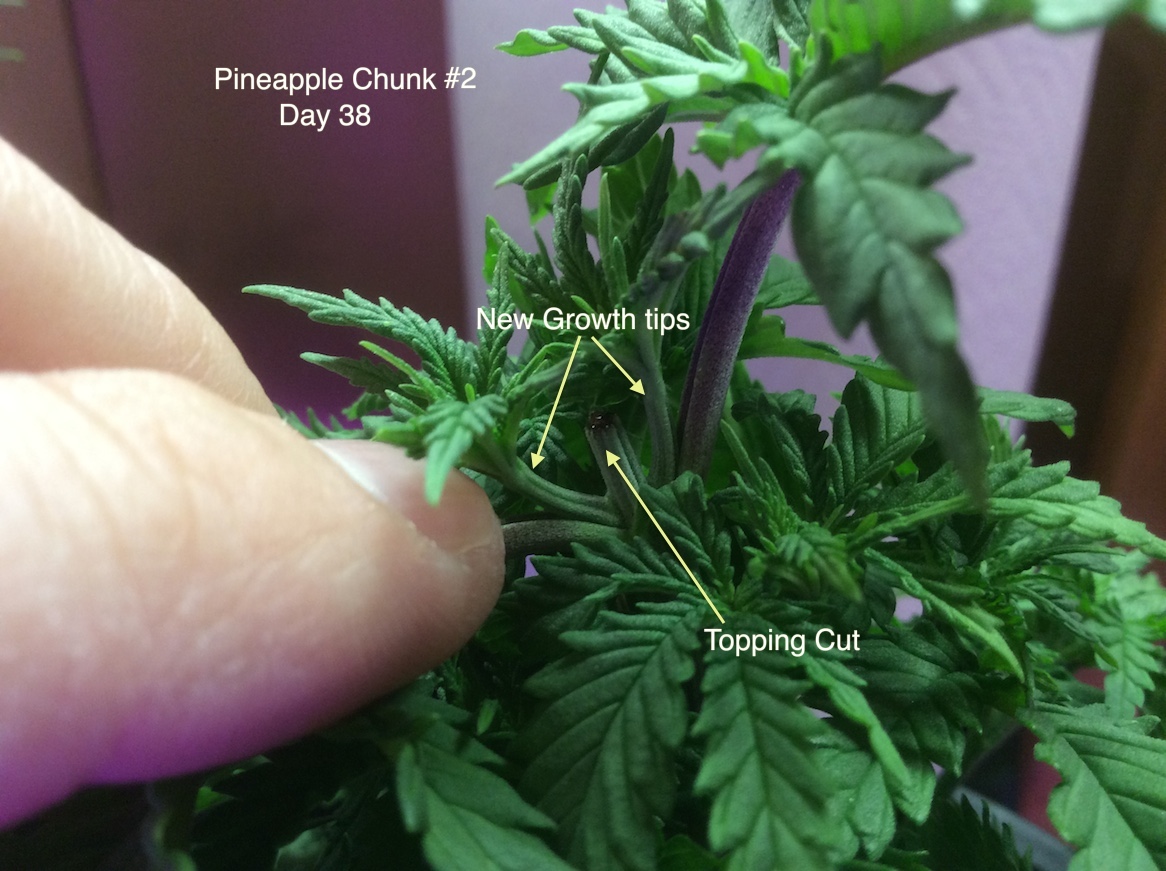 Pineapple Chunk #2 topping recovery.jpg