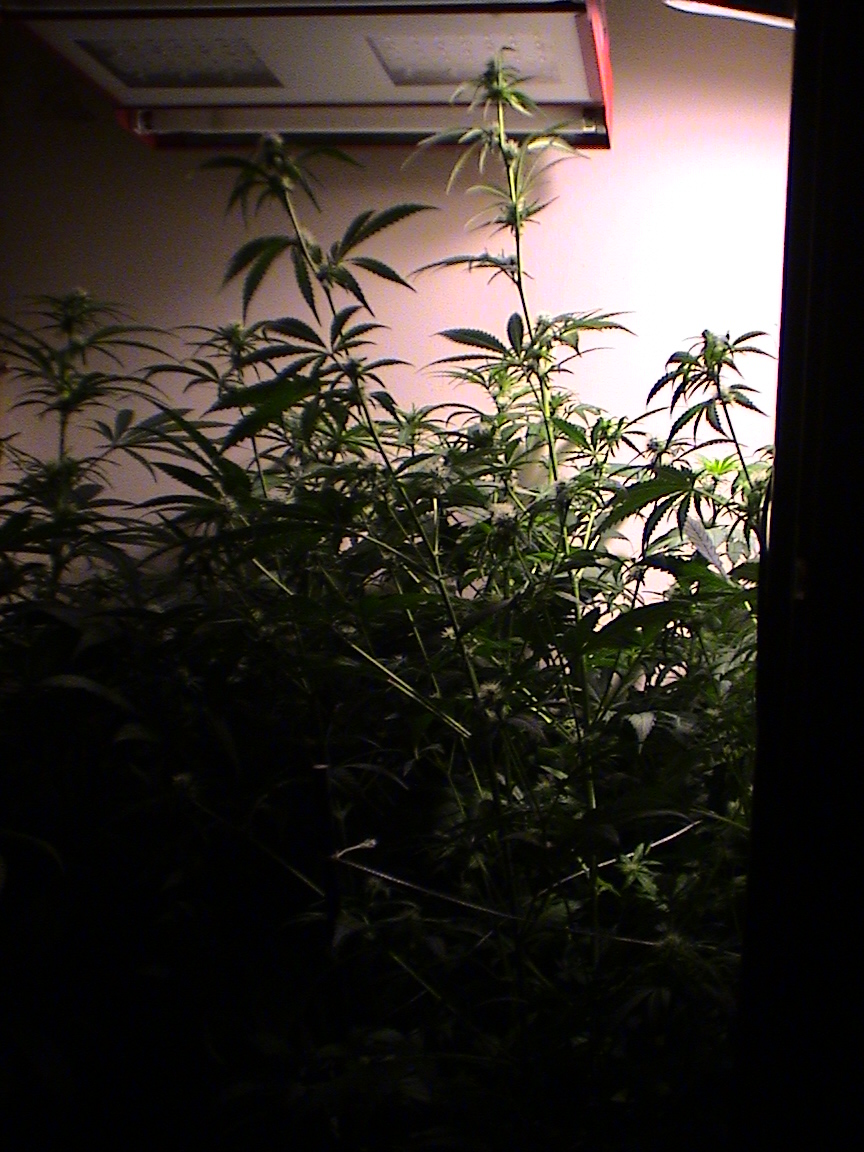Critical Kush.jpg