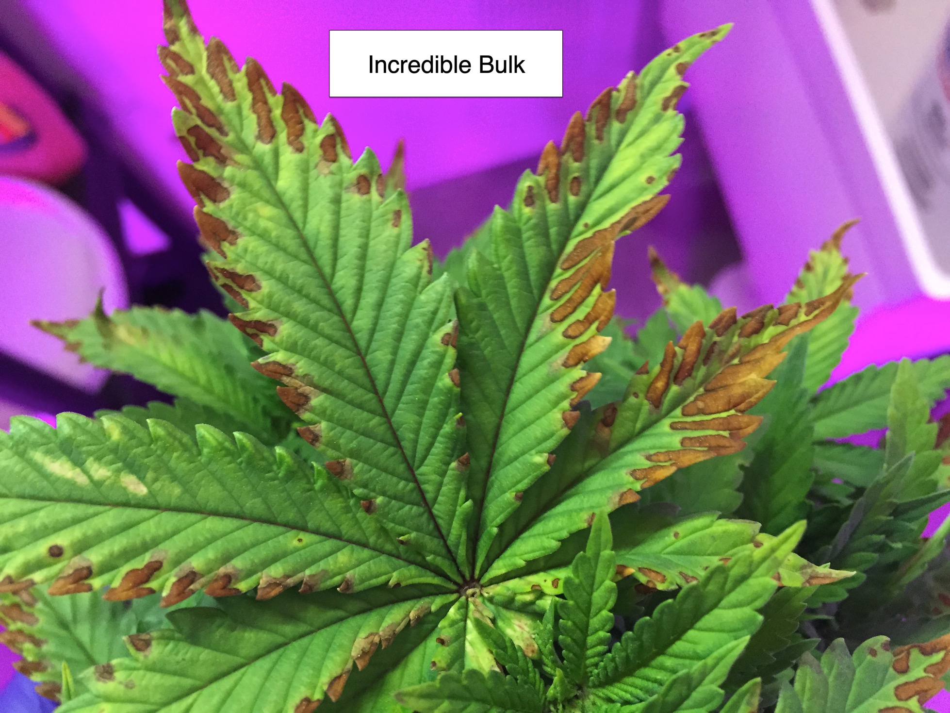 incredible bulk rust tips 9-19.jpg