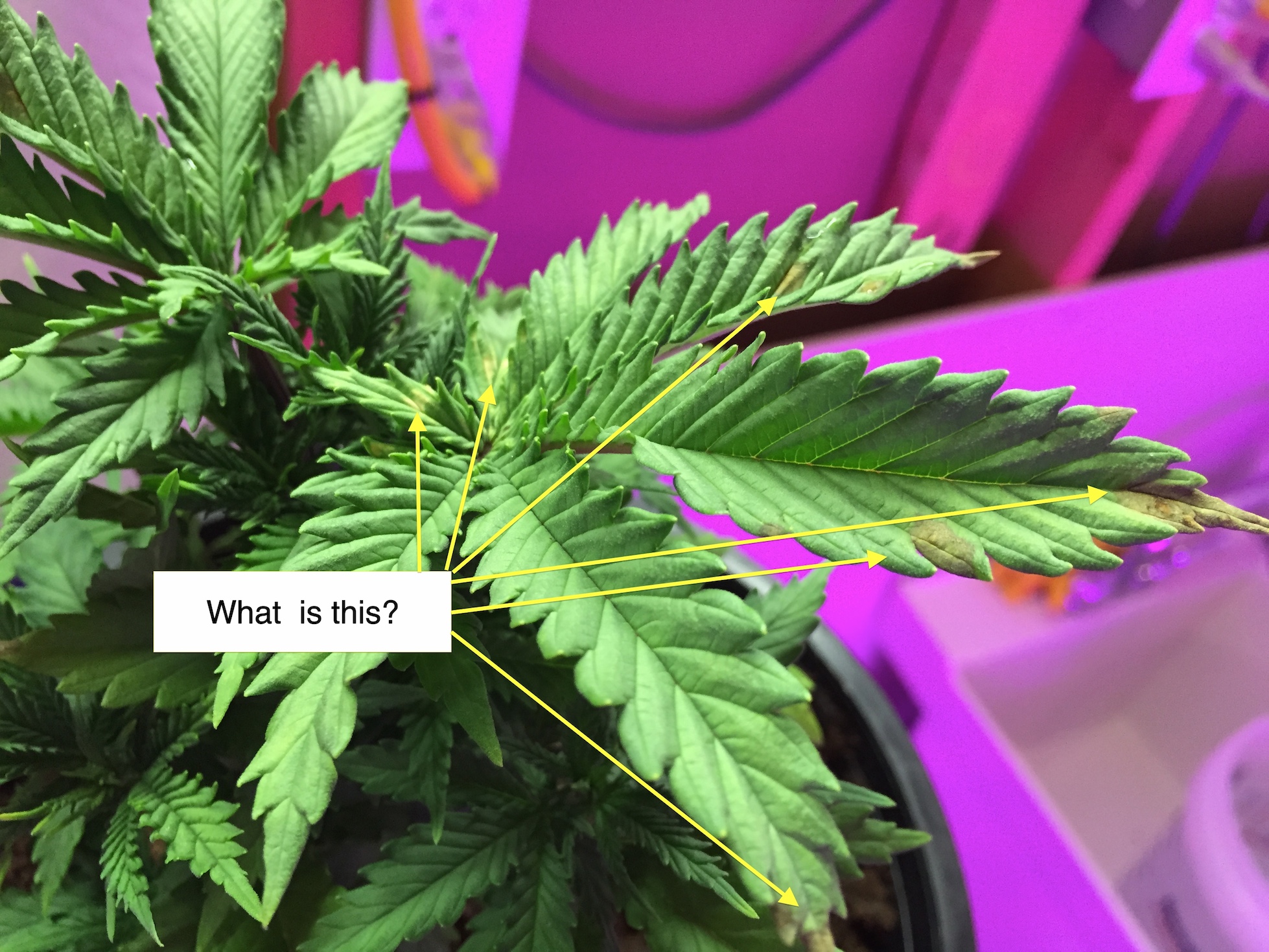 pineapple chunk2 9-19.jpg