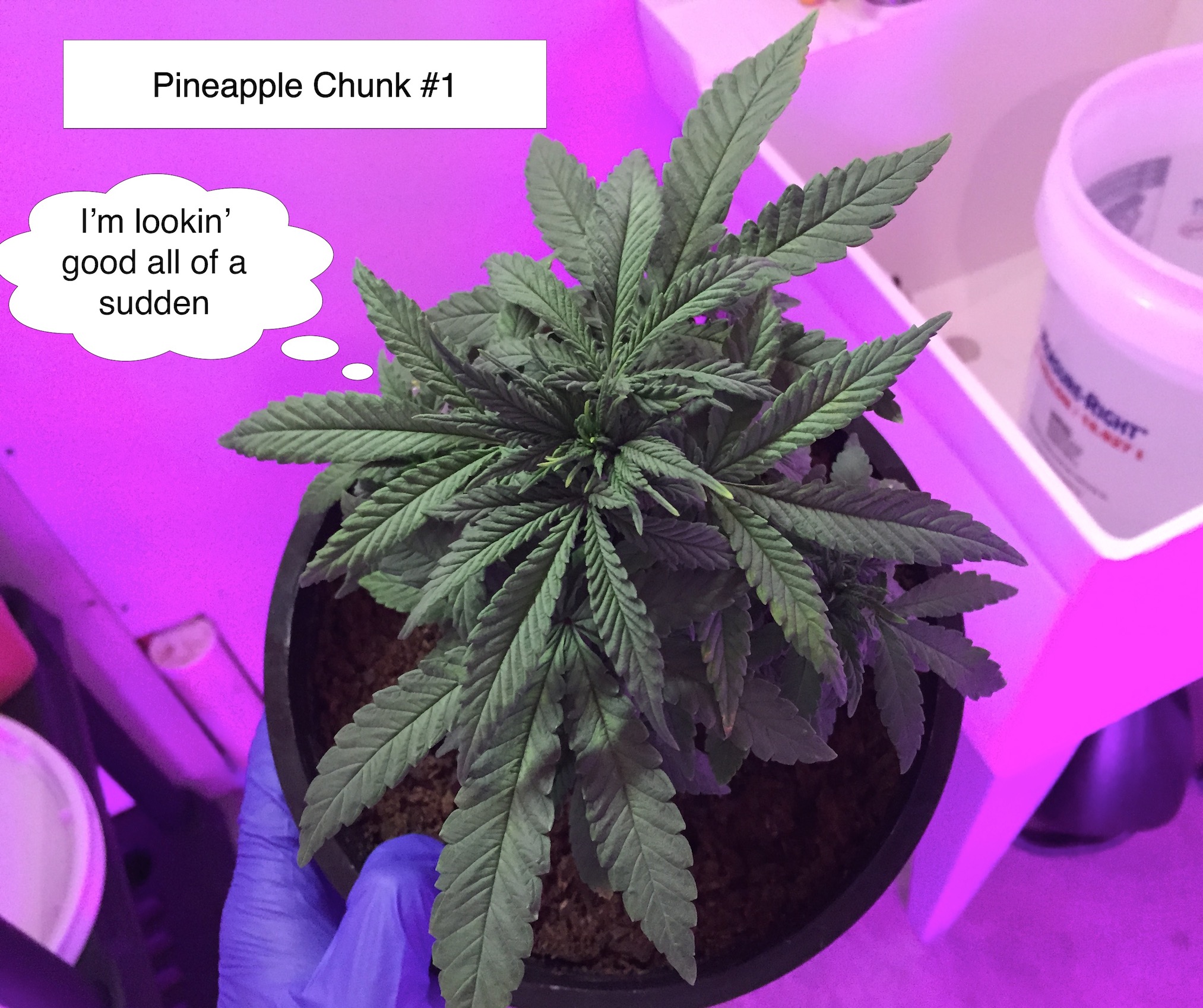 pineapple chunk1 9-19.jpg