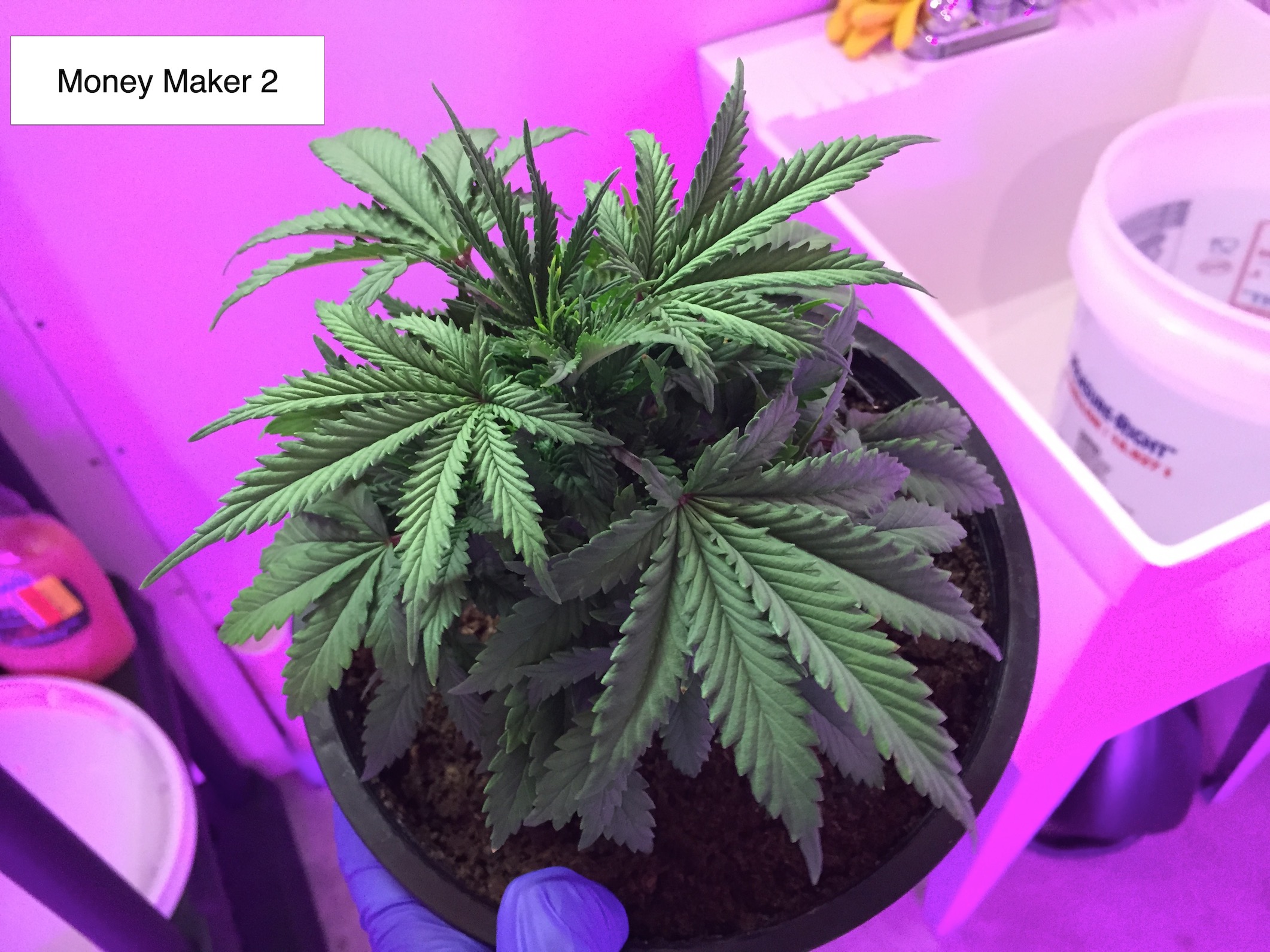 money maker2 9-19.jpg