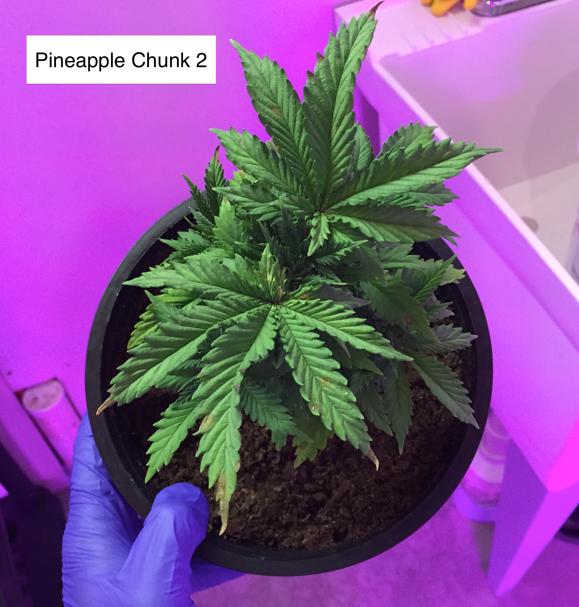 pineapple chunk2 9-19 2.jpg