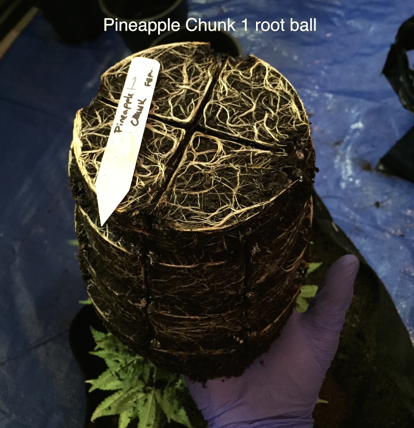 pineapple chunk 1 roots.jpg
