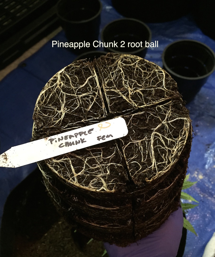 pineapple chunk 2 roots.jpg