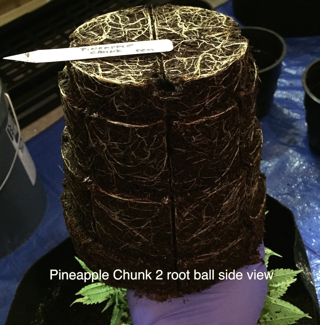 pineapple chunk 2 side root ball.jpg