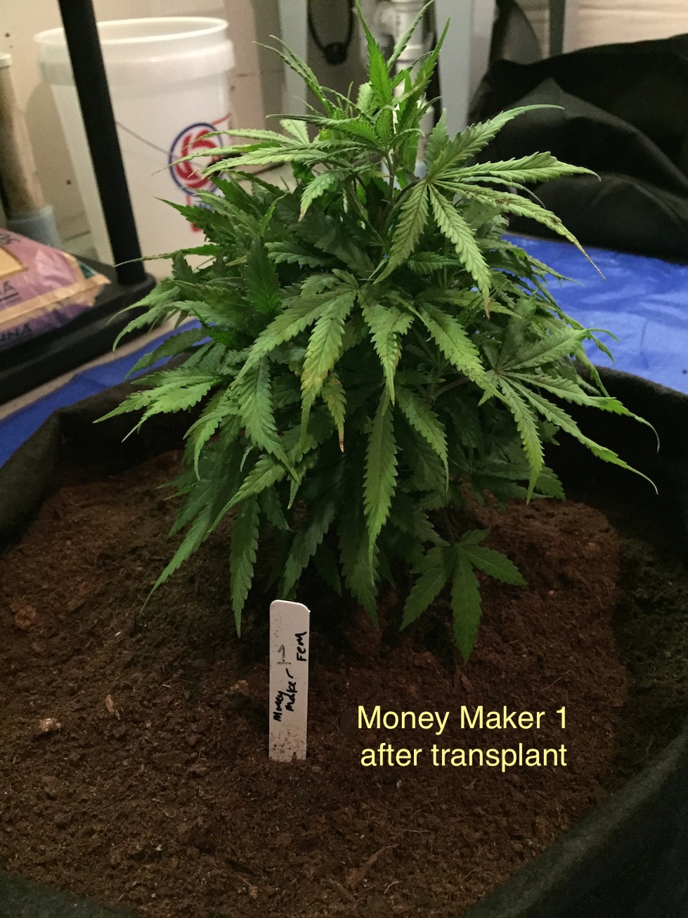 money maker 1 after transplant.jpg