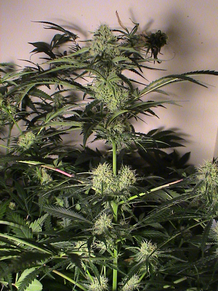 CBD Cola2.jpg
