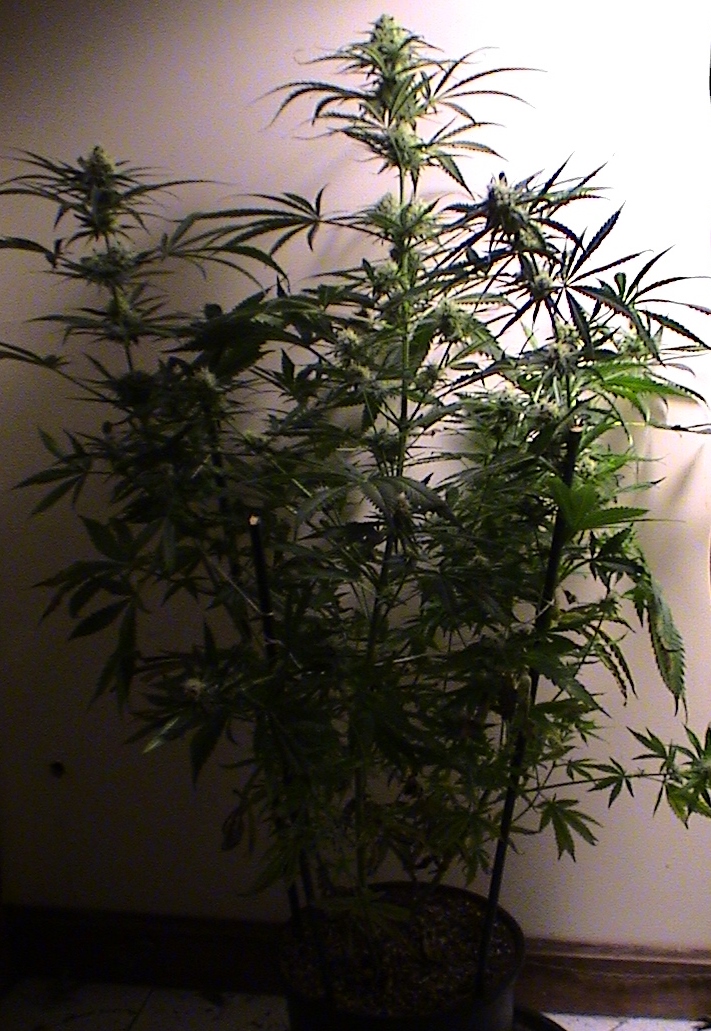 Critical Kush.jpg