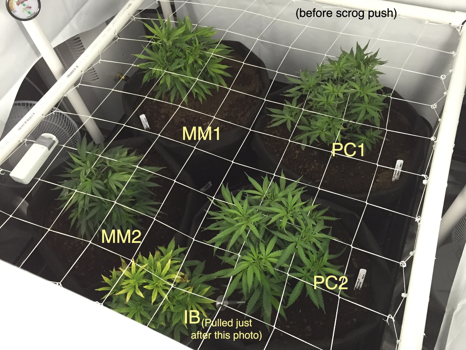 prescrog no ss880.jpg